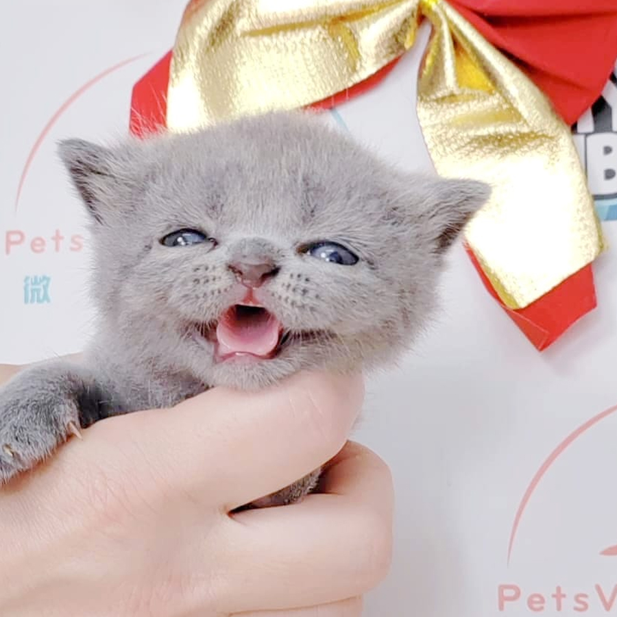 British Shorthair Kitten (Male) For Sale