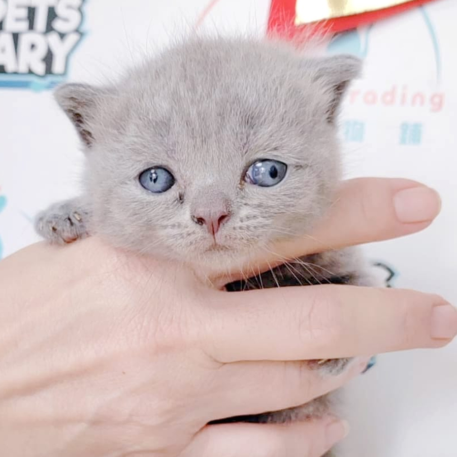 British Shorthair Kitten (Male) For Sale