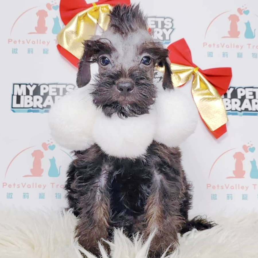 Schnauzer mix Poodle Puppy (Male) For Sale