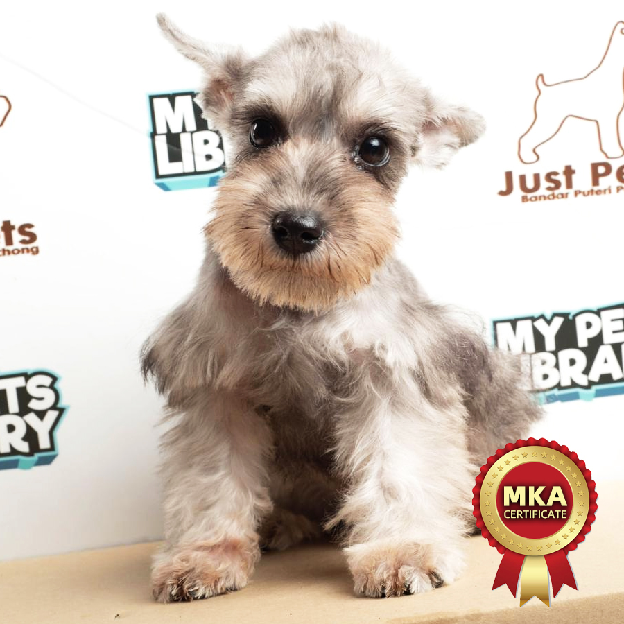 MKA Schnauzer Puppy (Male) For Sale