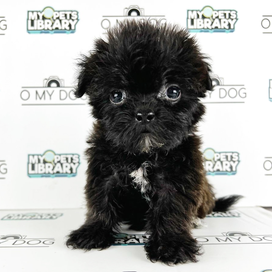 Shihpoo Puppy (Female) For Sale