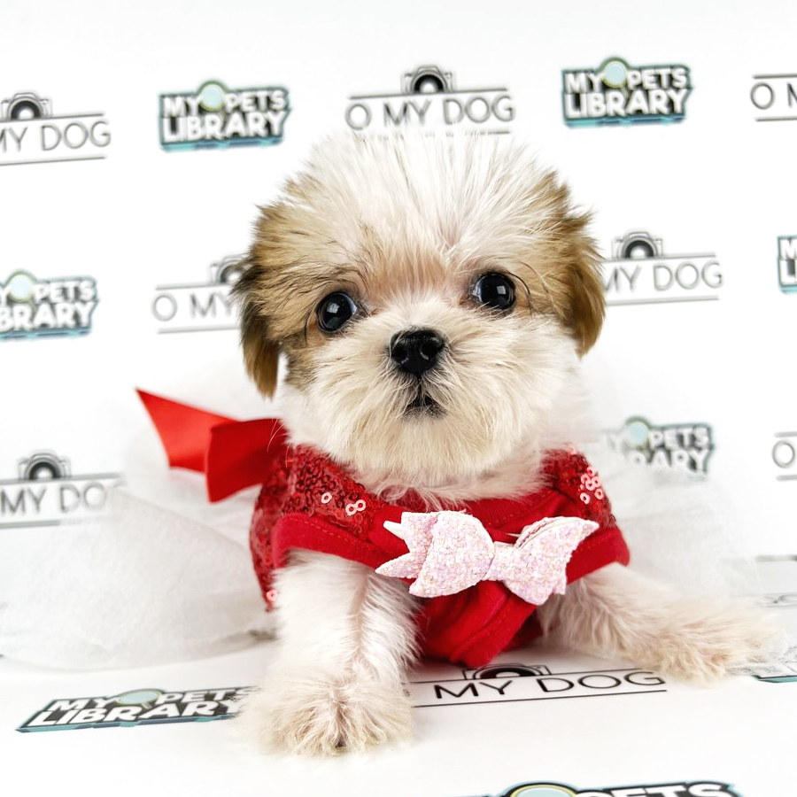 Shihpoo Puppy (Female) For Sale