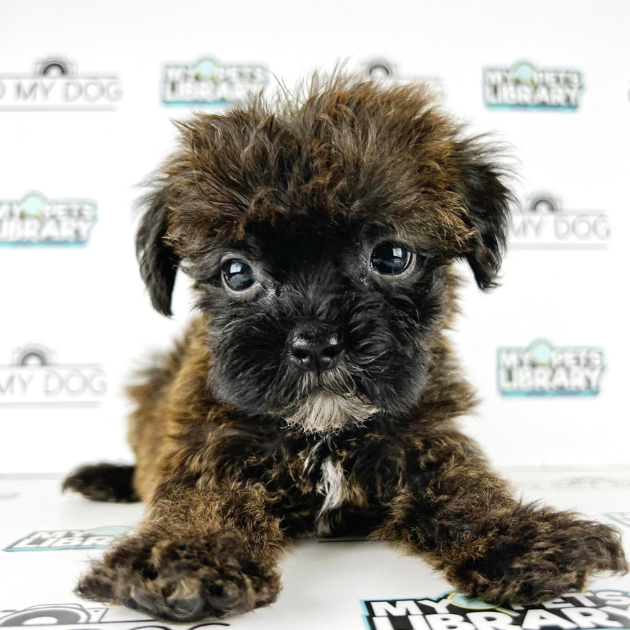 Shihpoo Puppy (Male) For Sale