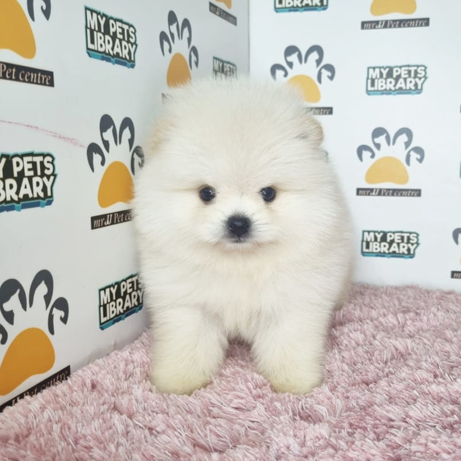 Tiny Pomeranian Puppy (Female) For Sale