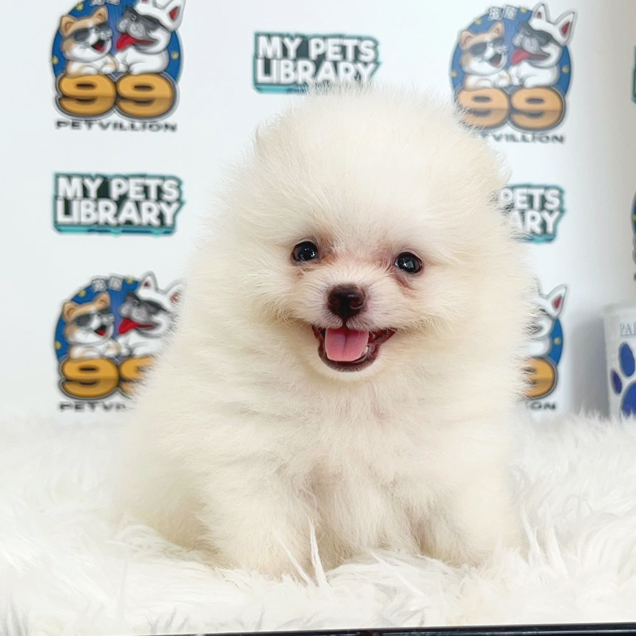 Tiny Pomeranian Puppy (Male) For Sale