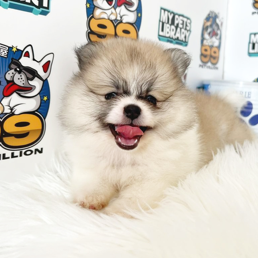 Pomeranian Puppy (Female) For Sale