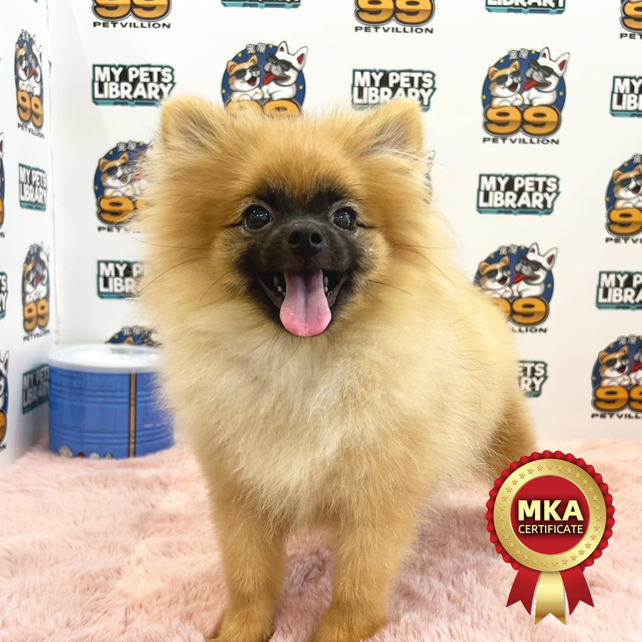 MKA Pomeranian Puppy (Female) For Sale