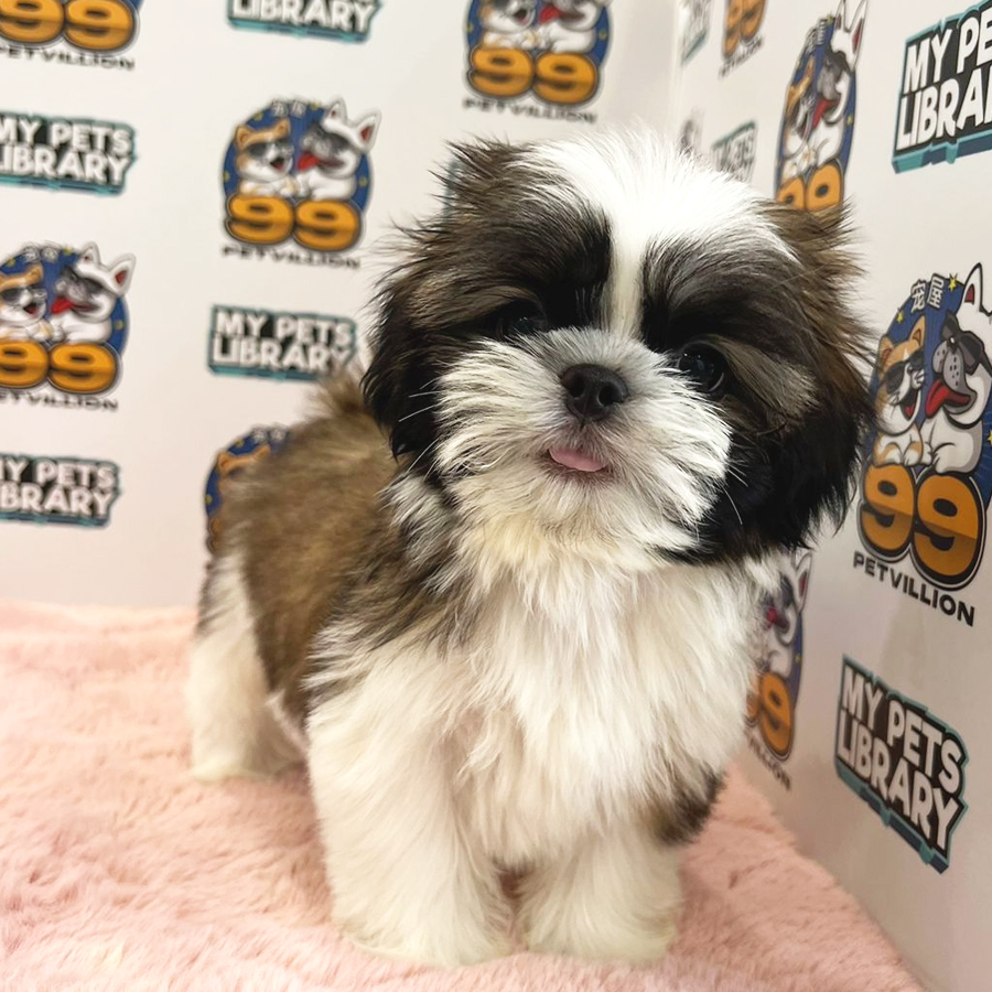 Shih Tzu Puppy (Female) For Sale