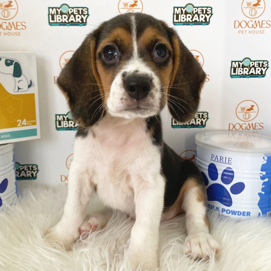 Beagle Puppy (Female) For Sale