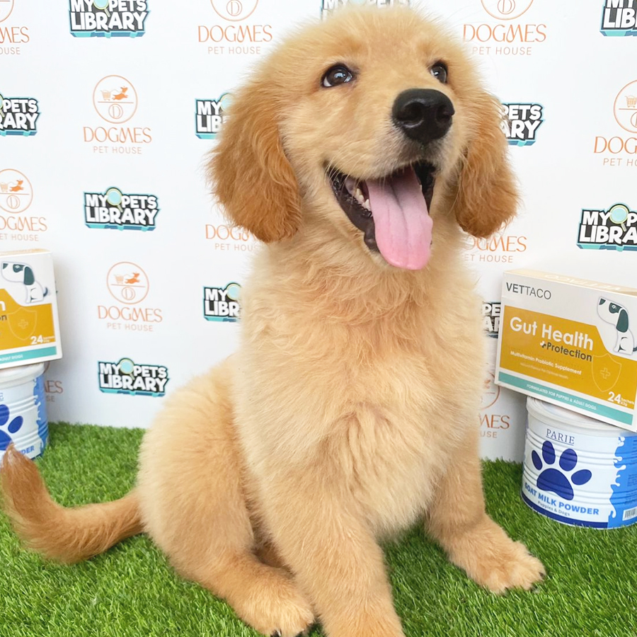 Golden Retriever Puppy (Male) For Sale