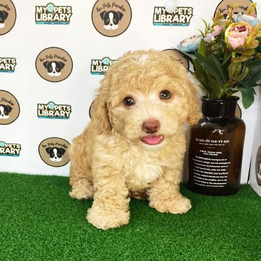 Toy Poodle Puppy (Male) For Sale