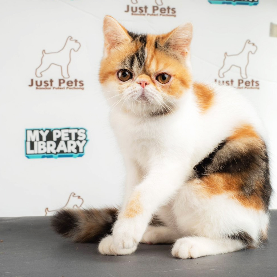 Exotic Shorthair Kitten (Female) For Sale