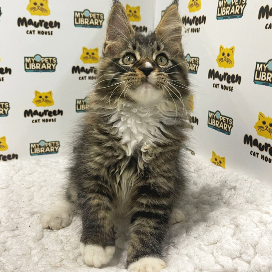 Mainecoon Kitten (Male) For Sale