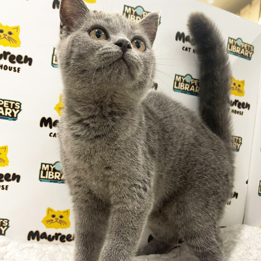 British Shorthair Kitten (Female) For Sale