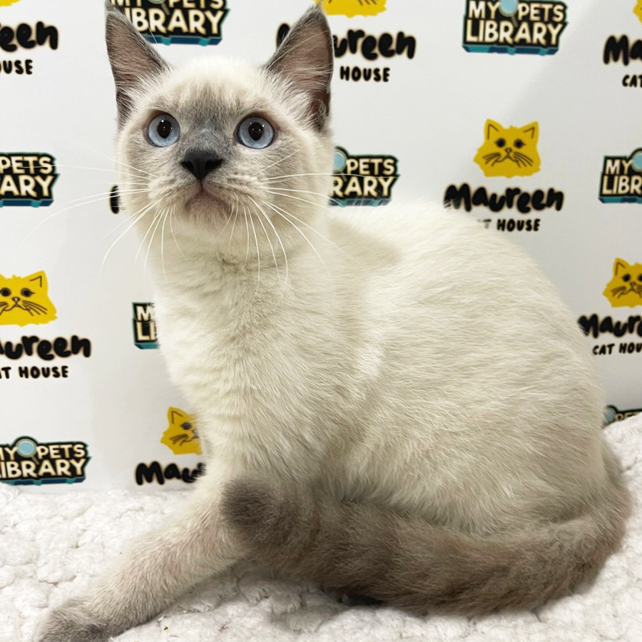 British Shorthair Kitten (Male) For Sale