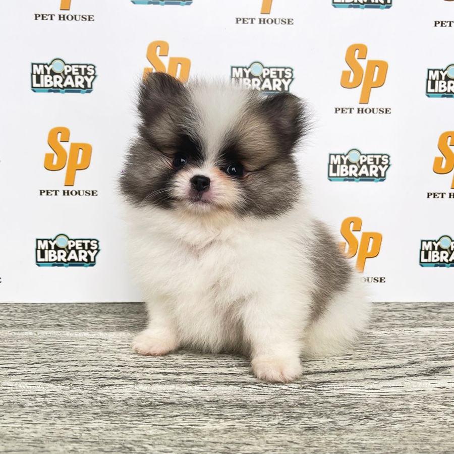 Tiny Pomeranian Puppy (Male) For Sale