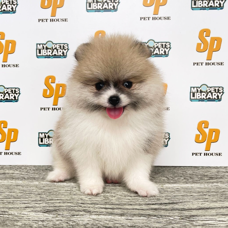 Tiny Pomeranian Puppy (Male) For Sale