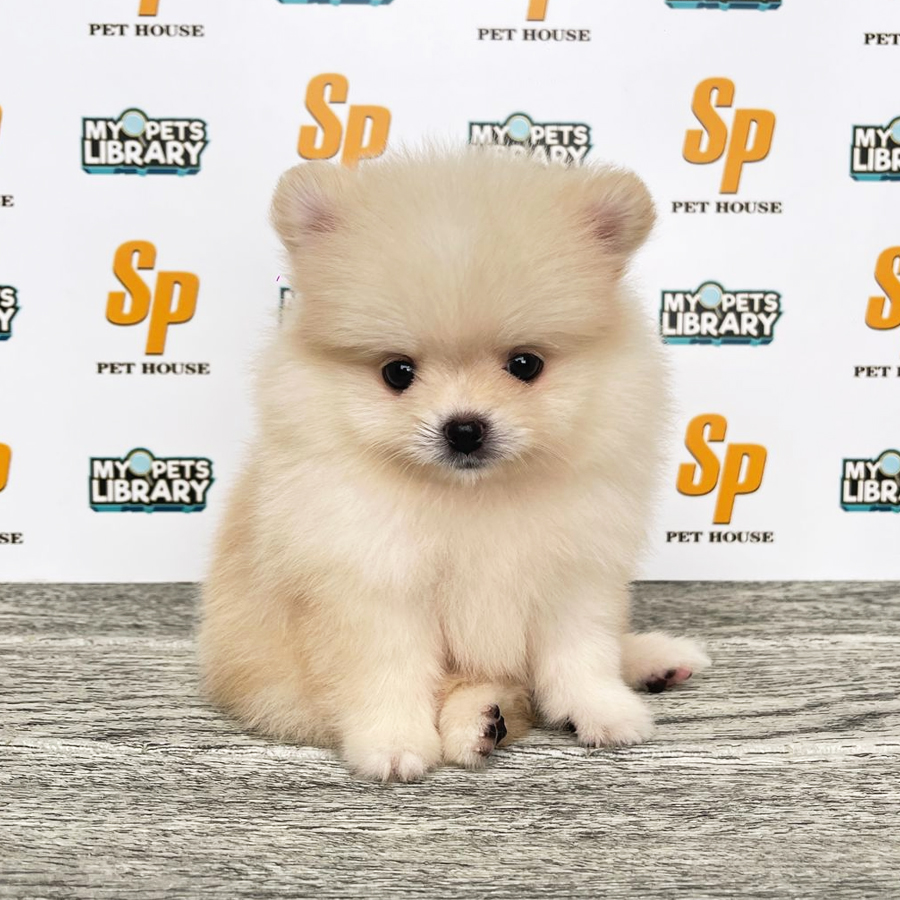 Tiny Pomeranian Puppy (Female) For Sale