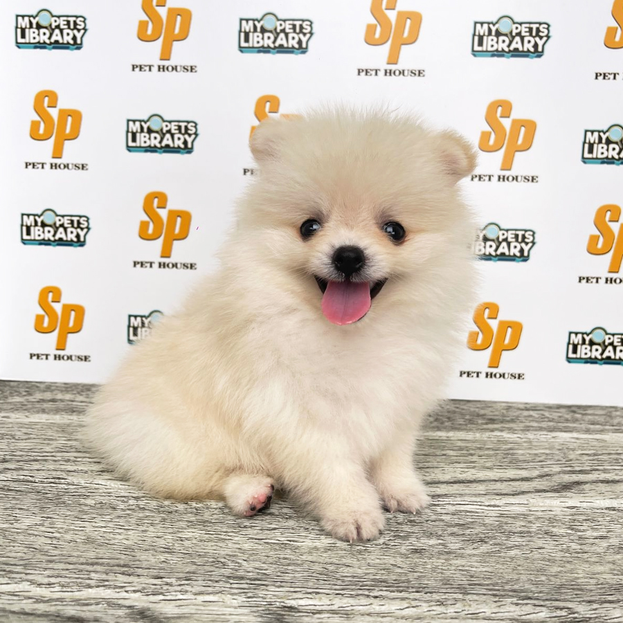 Tiny Pomeranian Puppy (Female) For Sale