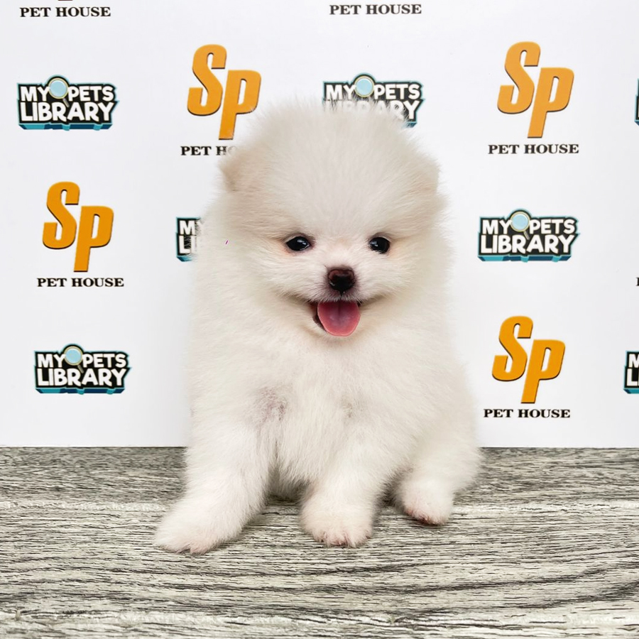 Tiny Pomeranian Puppy (Male) For Sale