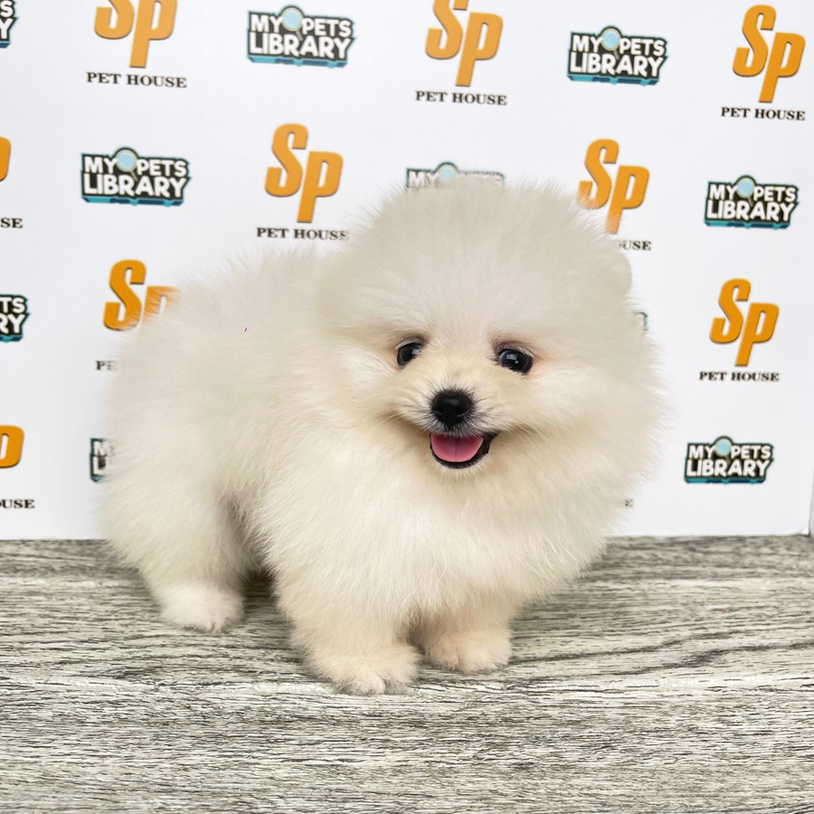 Tiny Pomeranian Puppy (Male) For Sale