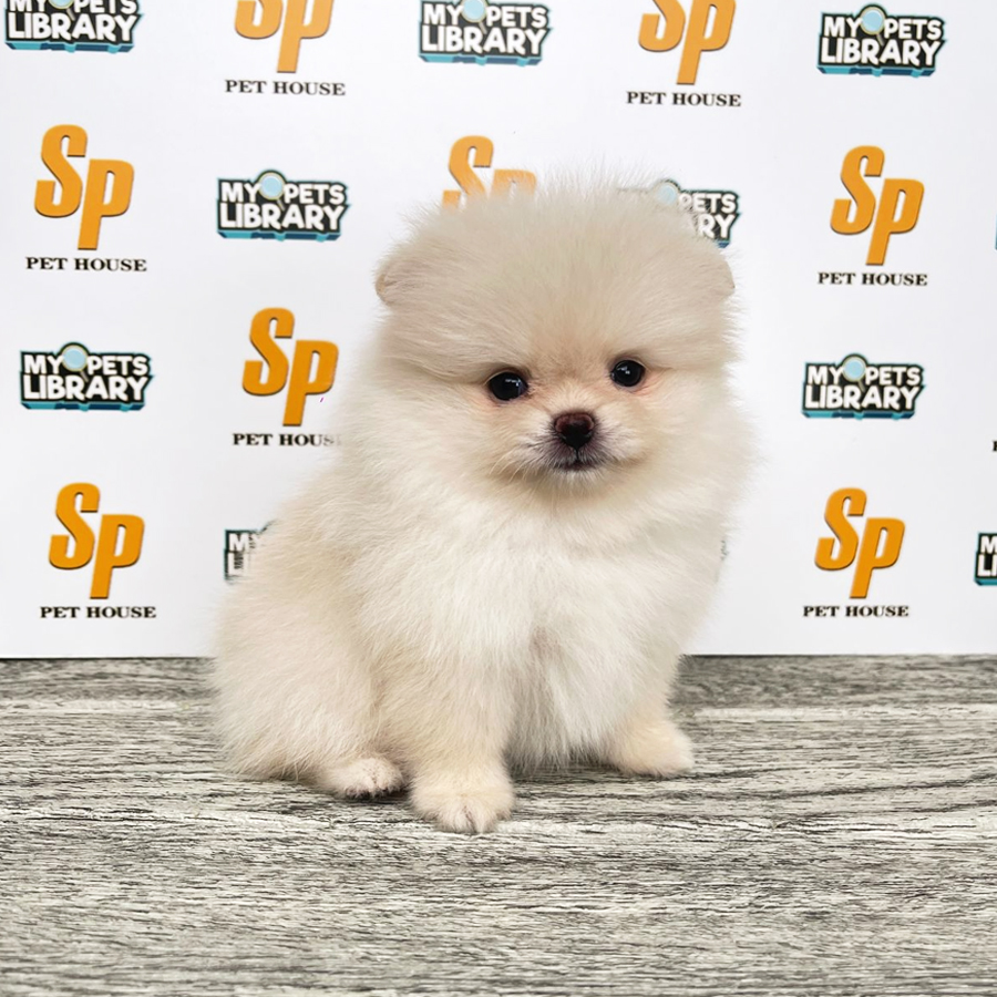 Tiny Pomeranian Puppy (Female) For Sale