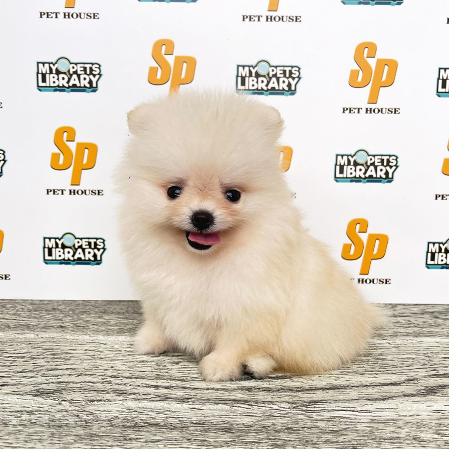 Tiny Pomeranian Puppy (Male) For Sale