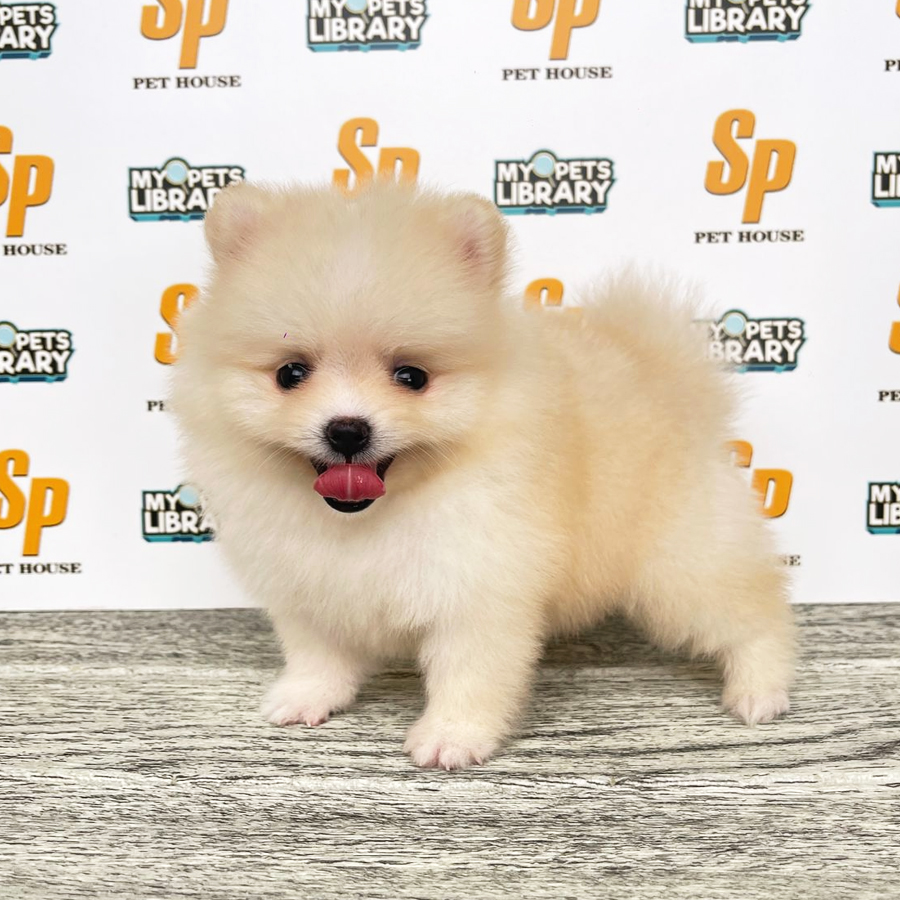 Tiny Pomeranian Puppy (Female) For Sale