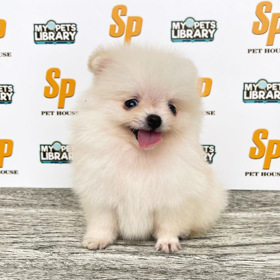 Tiny Pomeranian Puppy (Female) For Sale