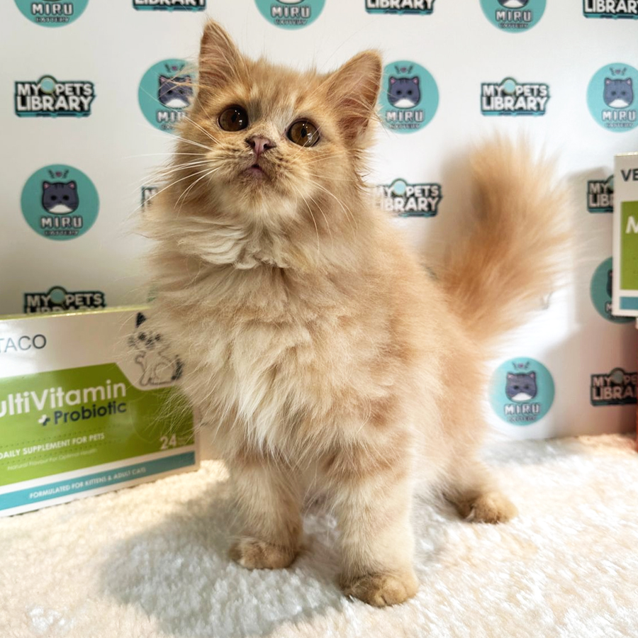 Turkish Angora British Shorthair Kitten (Male) For Sale
