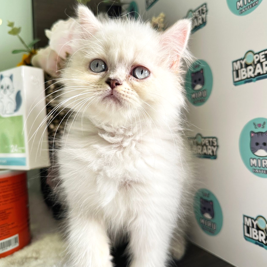 British Longhair Kitten (Female) For Sale