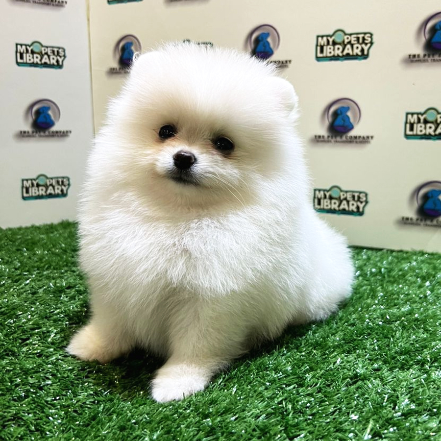 Pomeranian Puppy (Male) For Sale