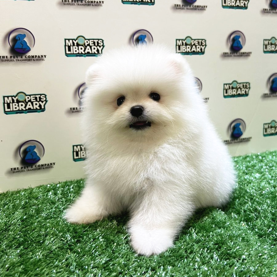 Pomeranian Puppy (Male) For Sale