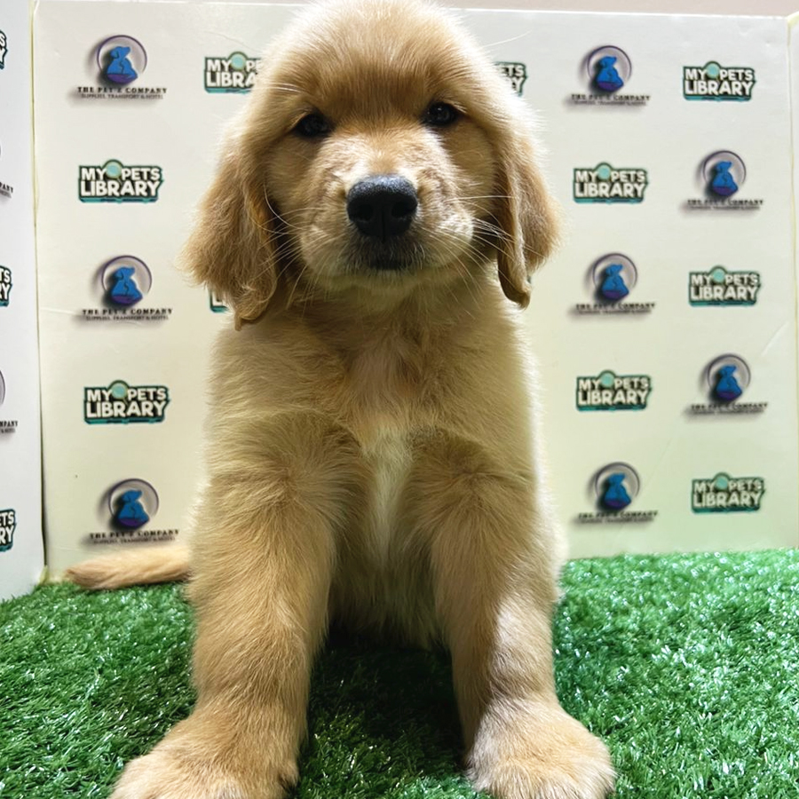 Golden Retriever Puppy (Female) For Sale