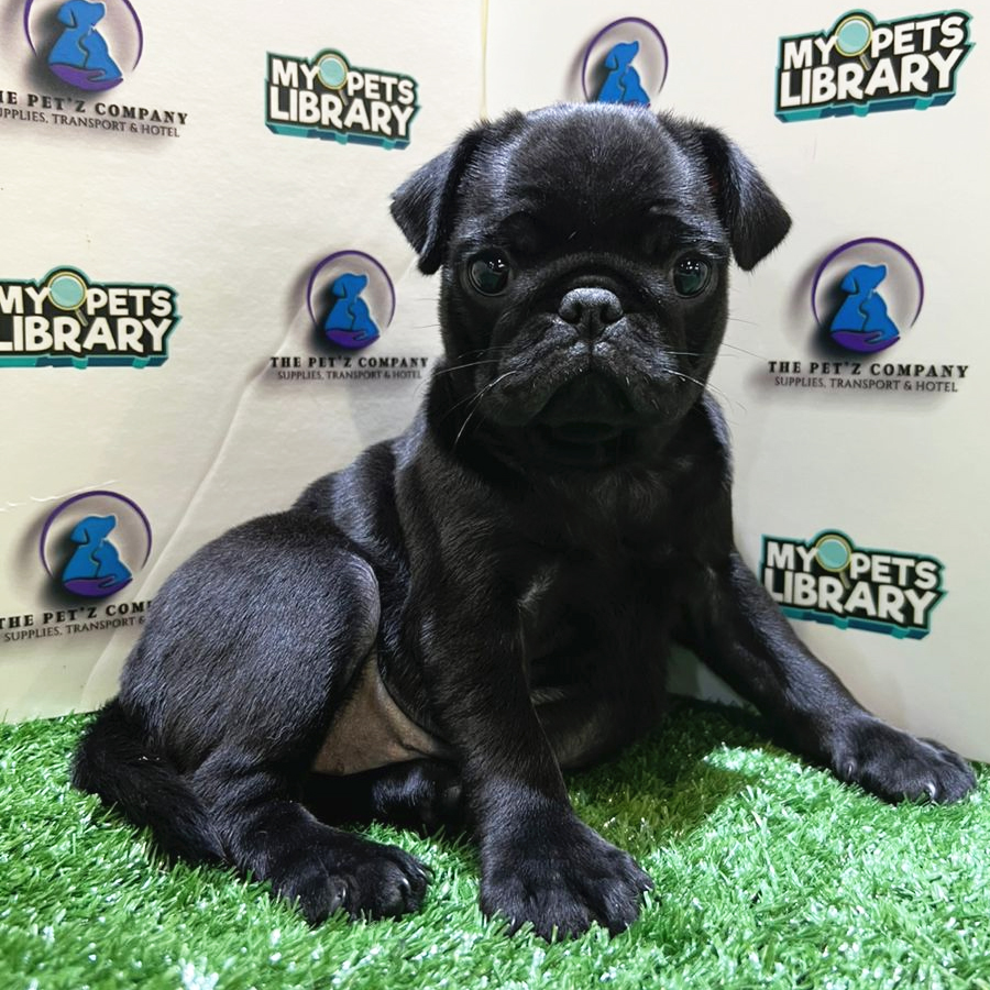 Pug Puppy (Female) For Sale