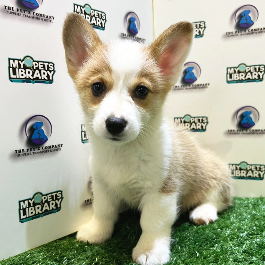 Welsh Corgi Puppy (Female) For Sale
