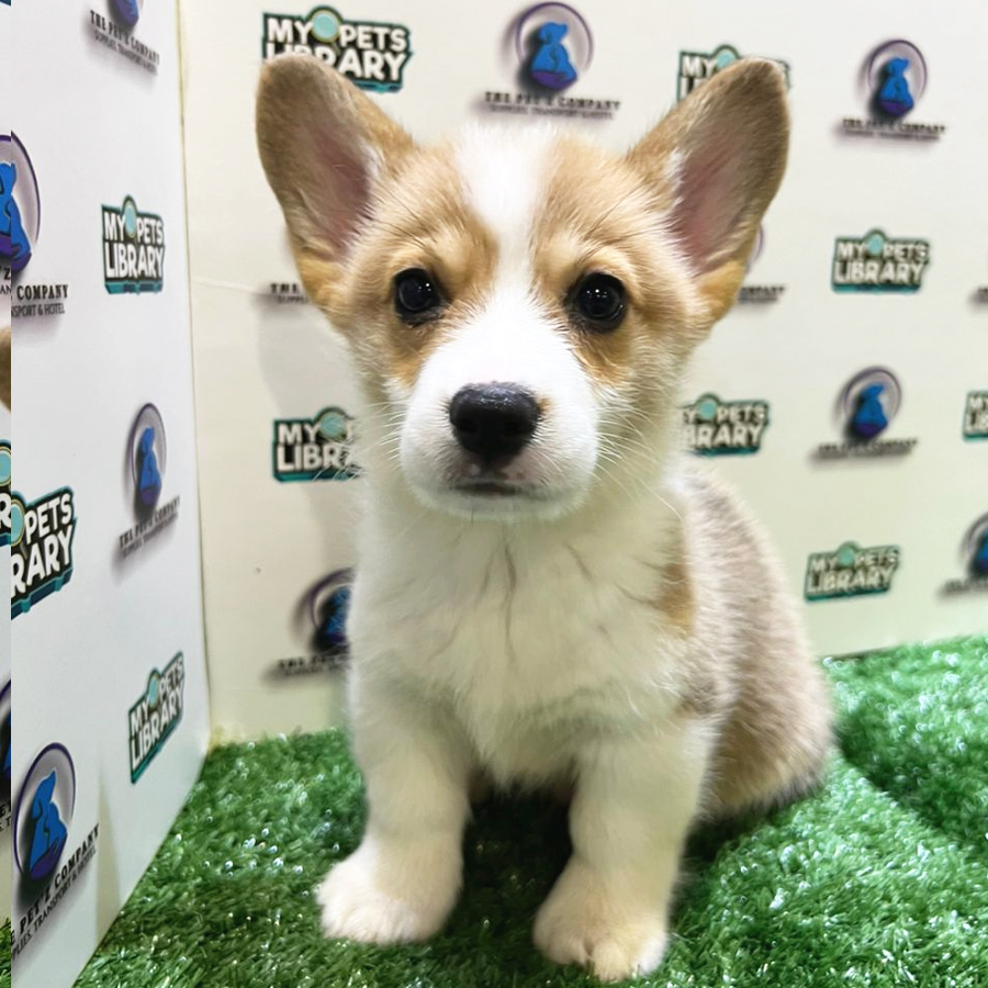 Welsh Corgi Puppy (Male) For Sale