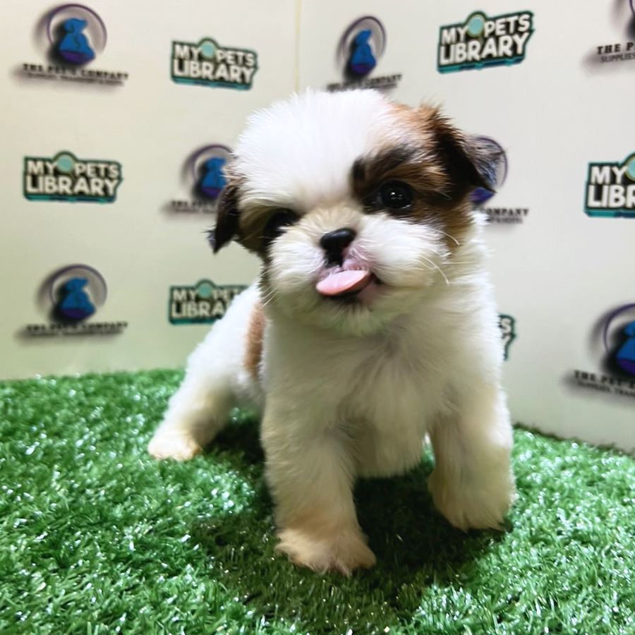 Shih Tzu Puppy (Male) For Sale