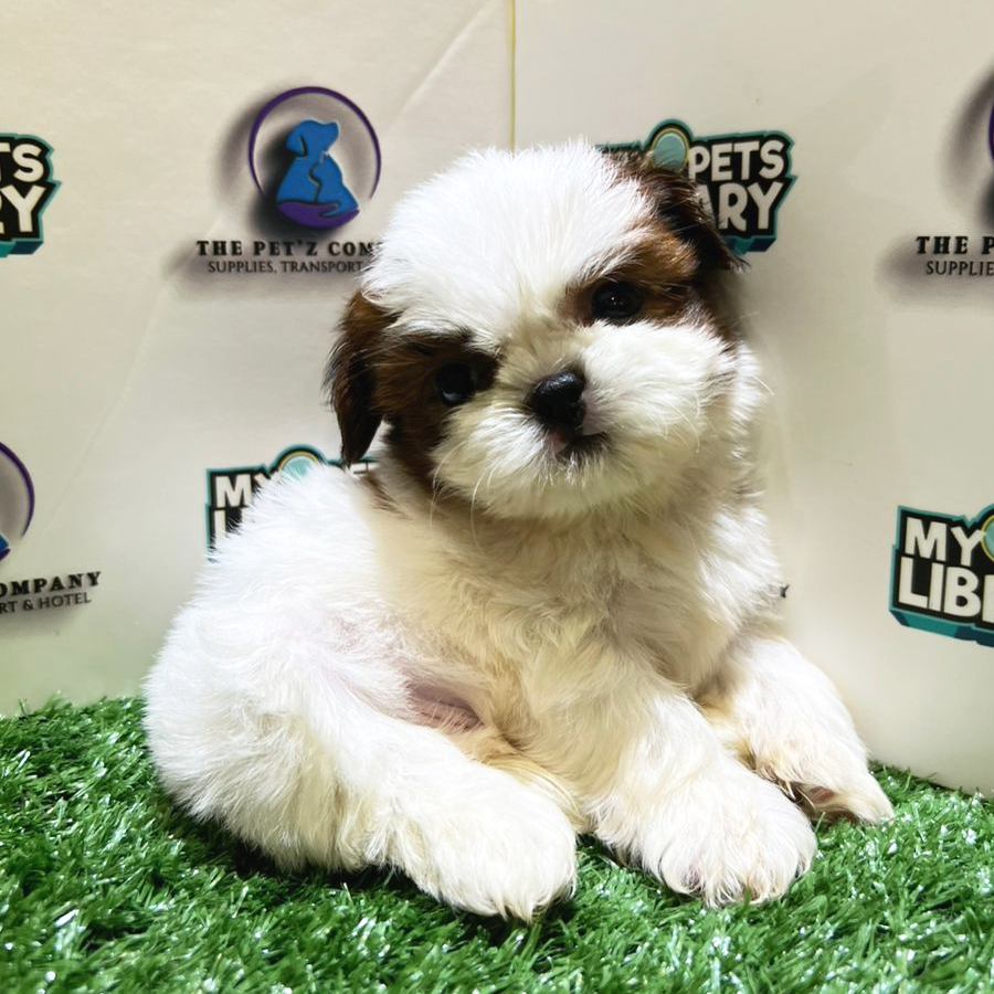 Shih Tzu Puppy (Male) For Sale