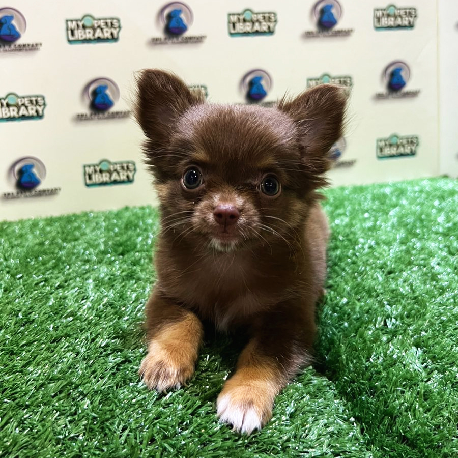 Chihuahua Puppy (Male) For Sale