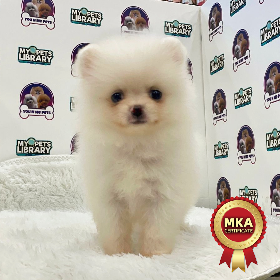 MKA Tiny Pomeranian Puppy (Male) For Sale