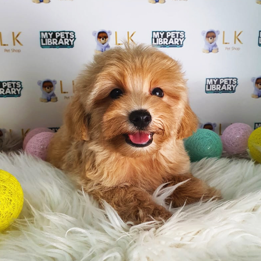 Maltipoo Puppy (Male) For Sale