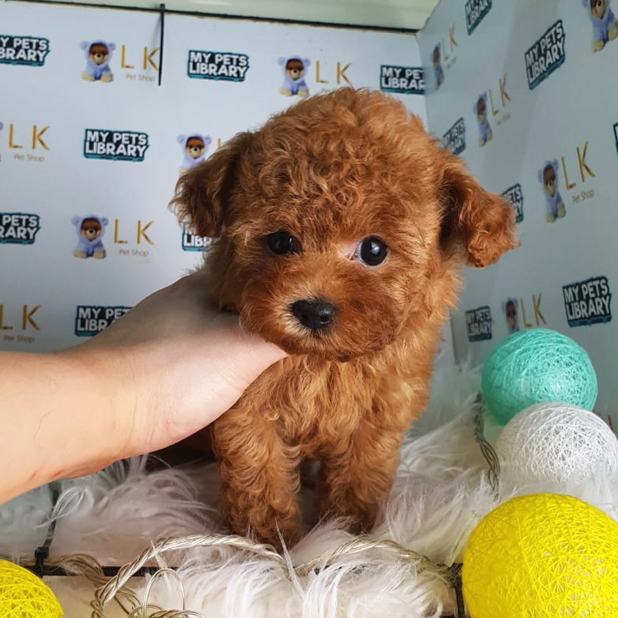 Maltipoo Puppy (Female) For Sale