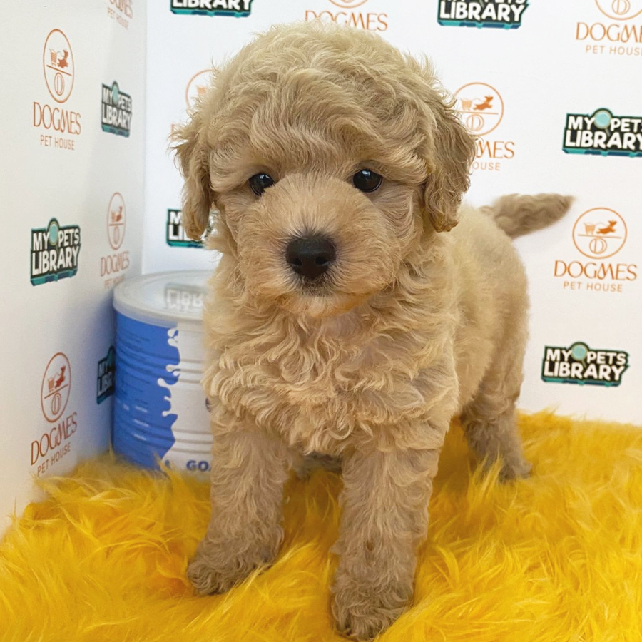 Toy Poodle Puppy (Female) For Sale