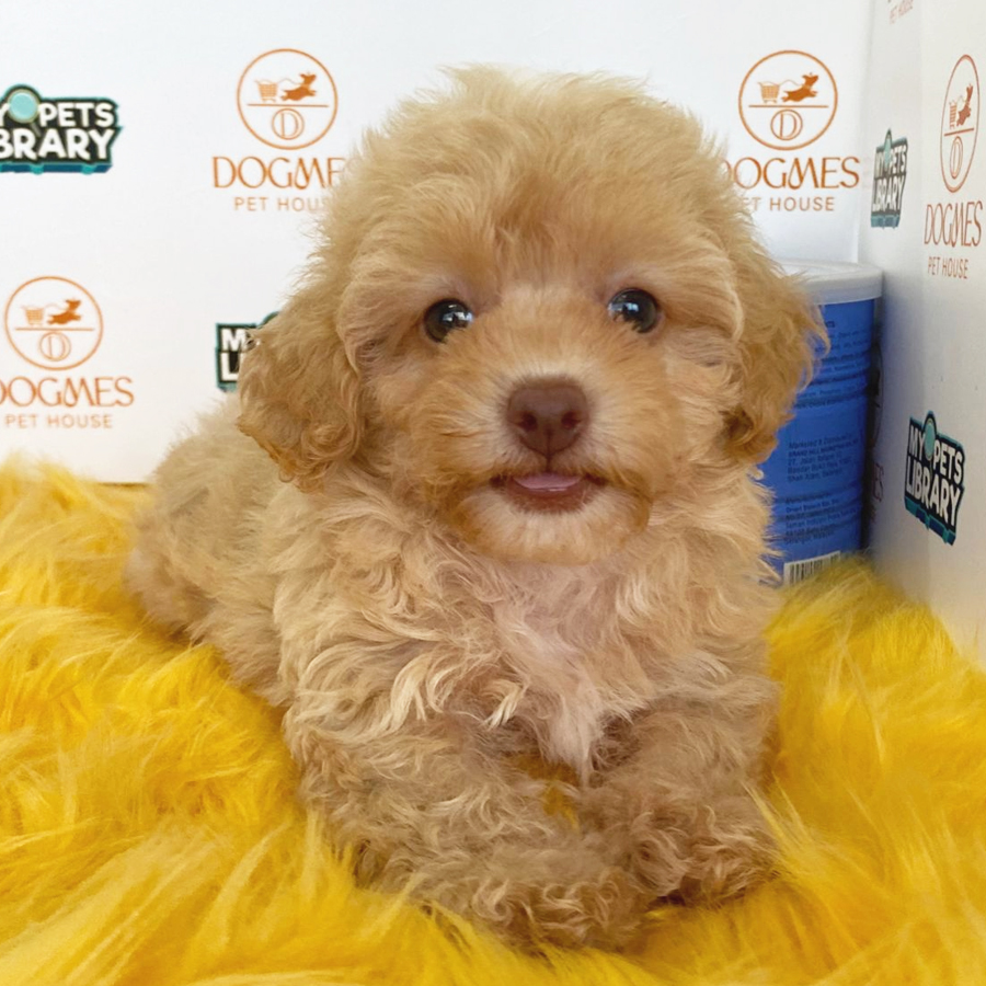 Toy Poodle Puppy (Female) For Sale