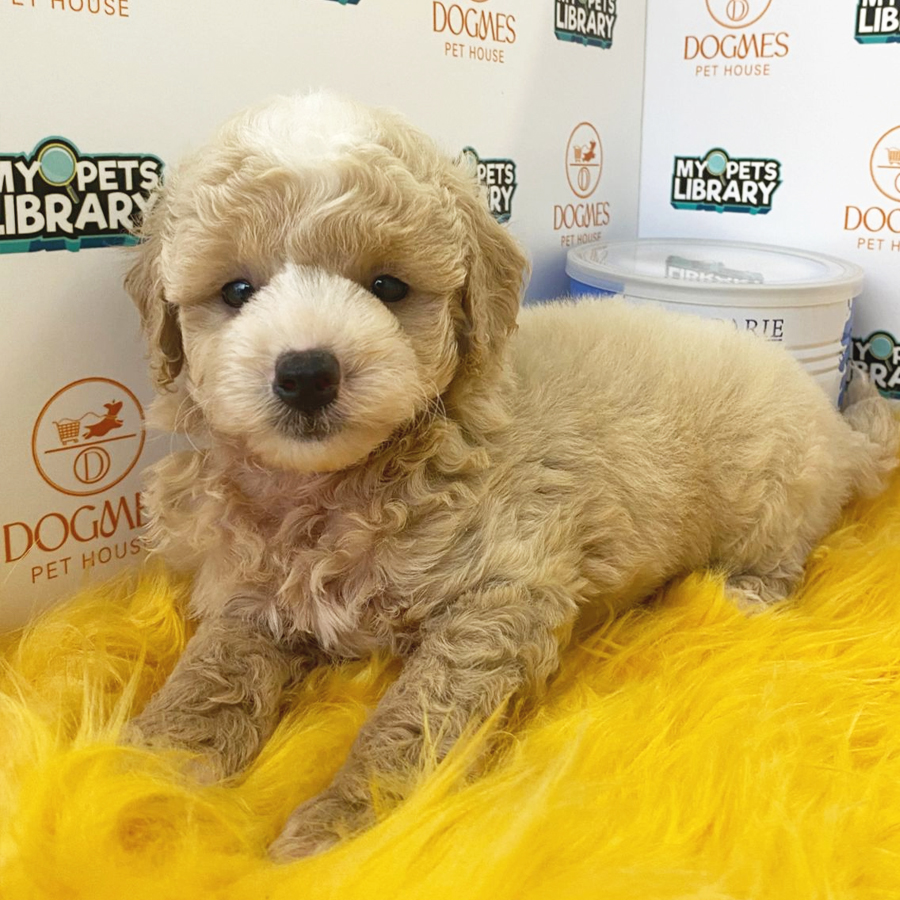 Toy Poodle Puppy (Male) For Sale