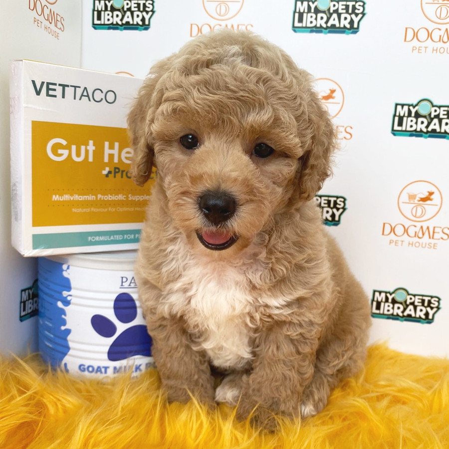 Toy Poodle Puppy (Male) For Sale