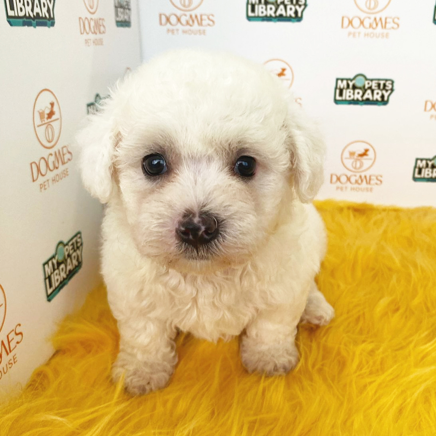 Toy Poodle Puppy (Male) For Sale