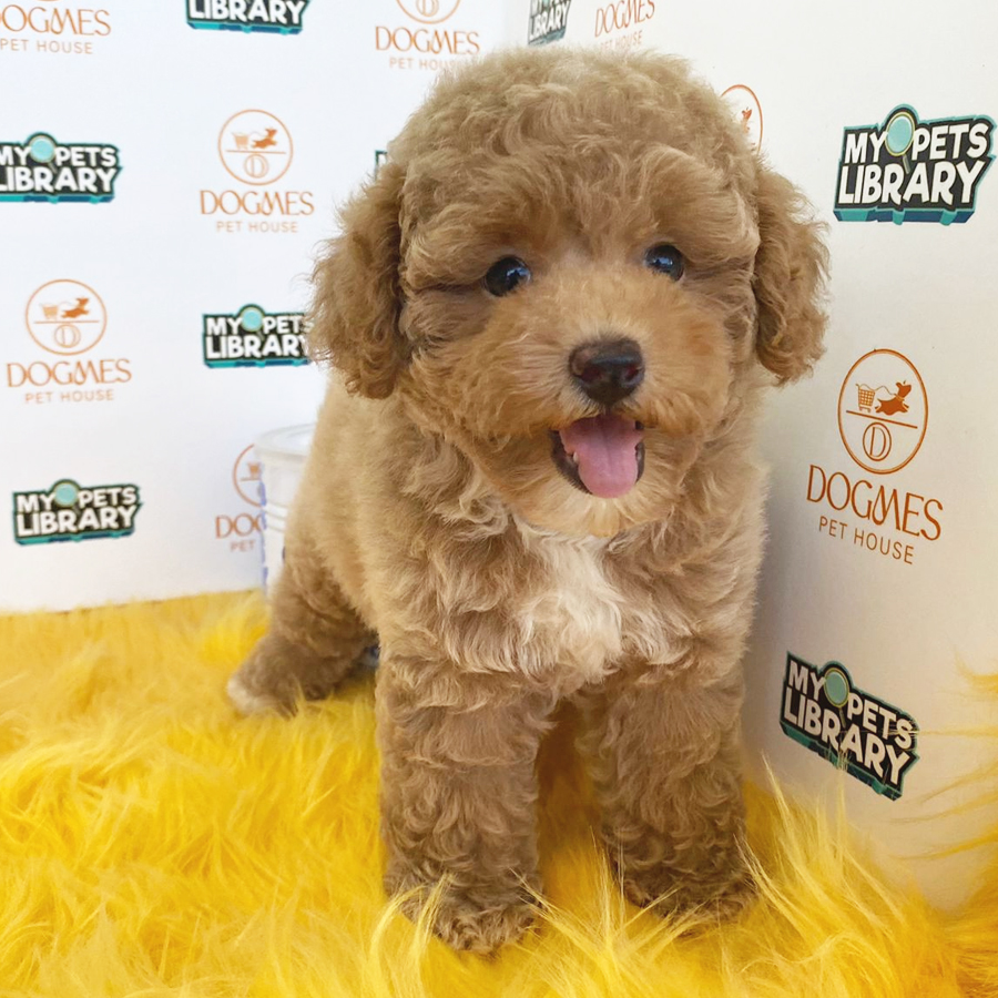 Toy Poodle Puppy (Male) For Sale