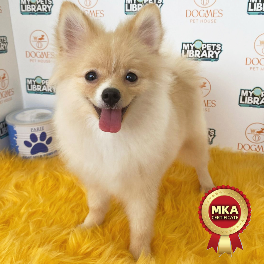 MKA Pomeranian Puppy (Female) For Sale